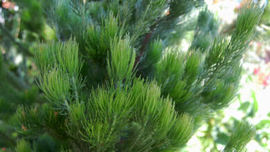 Photo of Cuidados com Adenanthos sericeus ou planta arbustiva lenhosa