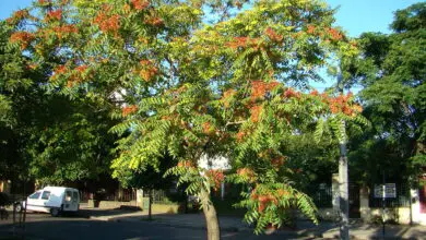 Photo of Cuidados com Ailanthus altissima, Ailanto ou Sky Tree