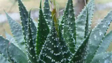 Photo of Cuidados com Aloe aristata ou planta de tocha