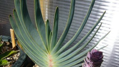 Photo of Cuidados com Aloe plicatilis ou ventilador Aloe