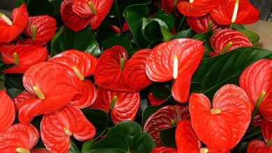 Photo of Cuidados com antúrios, flamingos ou plantas de antúrios