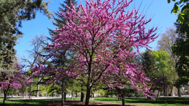 Photo of Cuidados com as árvores Cercis siliquastrum, árvore do amor ou Judas