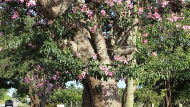 Photo of Cuidados com as árvores Chorisia speciosa, Ceiba ou Bottle Tree