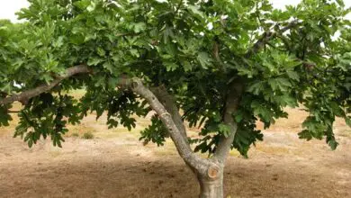 Photo of Cuidados com as árvores Ficus carica ou Higuera