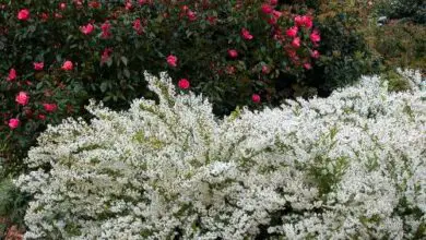 Photo of Cuidados com as árvores Styrax officinalis, Estoraque ou Snow Flowers