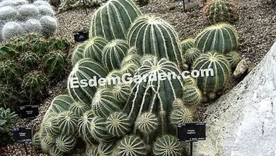 Photo of Cuidados com as ervas Parodia magnifica ou Notocactus magnificus