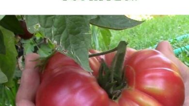 Photo of Cuidados com as frituras: Dicas para o cultivo de tomate frito