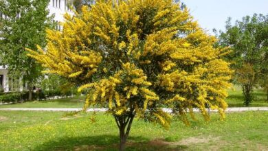 Photo of Cuidados com as plantas Acacia saligna ou Acacia blue