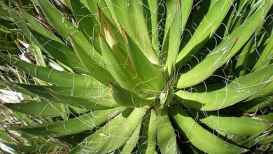 Photo of Cuidados com as plantas Agave filifera, Cabuya ou Pita filifera