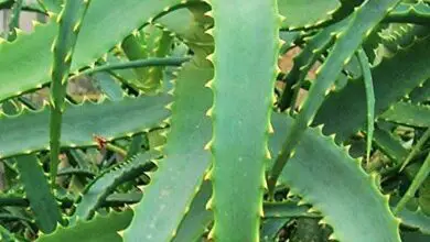Photo of Cuidados com as plantas Aloe arborescens ou Aloe arborescens