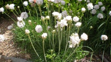 Photo of Cuidados com as plantas Armeria maritima ou Clavelina de mar