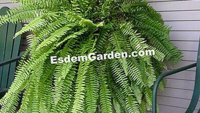 Photo of Cuidados com as plantas Asplenium scolopendrium ou língua de veado