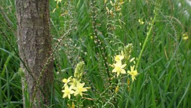 Photo of Cuidados com as plantas Bulbine frutescens ou Bulbine yellow