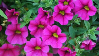 Photo of Cuidados com as plantas Calibrachoa x hybrida ou Petunia calibrachoa