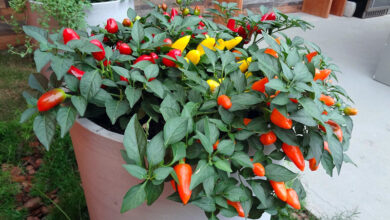 Photo of Cuidados com as plantas Capsicum annuum ou Pimentos Ornamentais