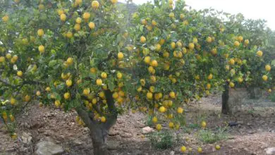 Photo of Cuidados com as plantas Citrus limon ou Limonero