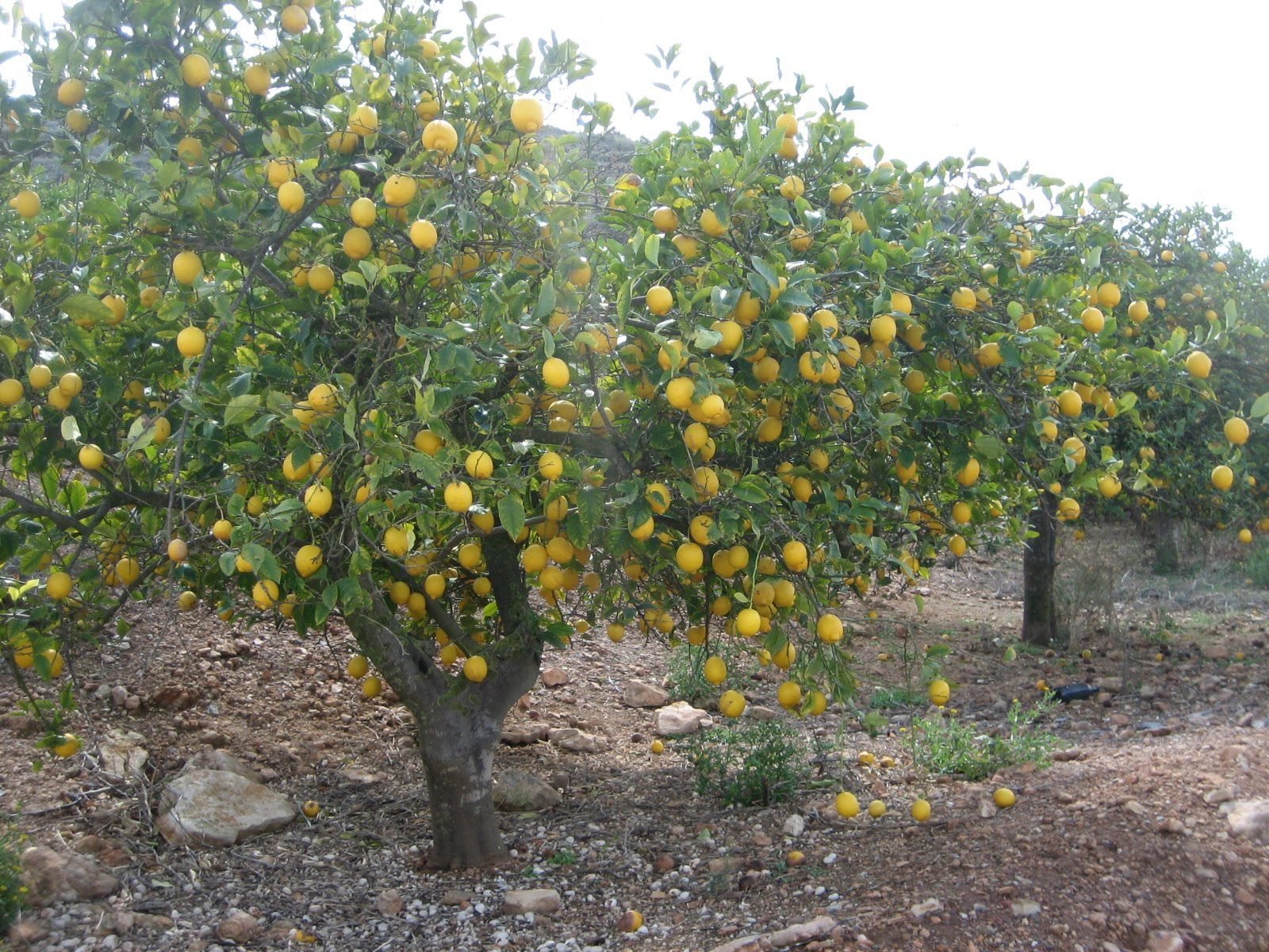 Cuidados de un limonero