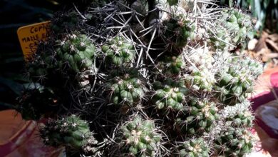 Photo of Cuidados com as plantas Copiapoa malletiana ou Copiapoa carrizalensis