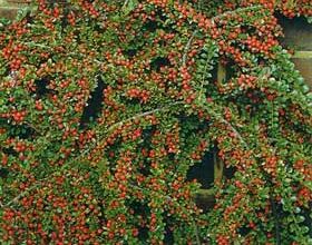 Photo of Cuidados com as plantas Cotoneaster horizontalis, Cotoneaster horizontal ou Griñolera