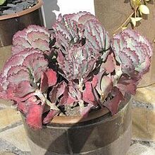 Photo of Cuidados com as plantas Cotyledon undulata ou Silver Crown