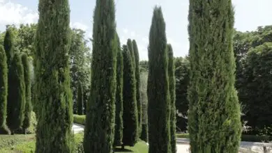 Photo of Cuidados com as plantas Cupressus sempervirens ou Common Cypress