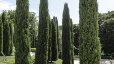 Photo of Cuidados com as plantas Cupressus sempervirens ou Common Cypress