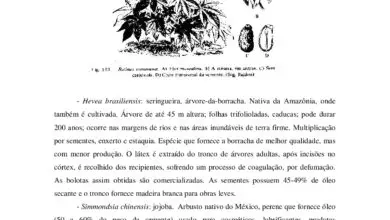 Photo of Cuidados com as plantas Dais cotinifolia ou bolota