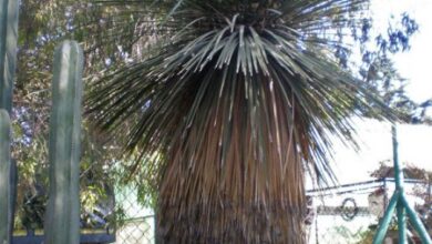 Photo of Cuidados com as plantas Dasylirion acrotrichum ou Sotol verde