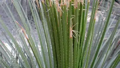 Photo of Cuidados com as plantas Dasylirion parryanum ou Sotol