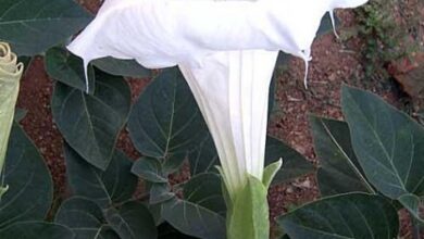 Photo of Cuidados com as plantas Datura, Chamico ou Floripondio