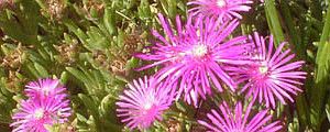 Photo of Cuidados com as plantas Delosperma cooperi ou Pink Carpet