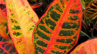 Photo of Cuidados com as plantas domésticas Codiaeum variegatum, Croto ou Croton