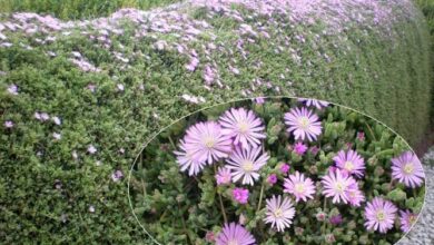 Photo of Cuidados com as plantas Drosanthemum floribundum ou Rocío rosa