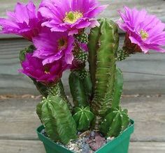 Photo of Cuidados com as plantas Echinocereus sciurus ou sparrowhawk