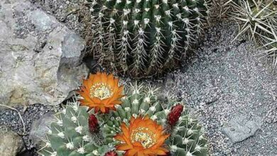 Photo of Cuidados com as plantas Echinopsis bruchii ou Lobivia bruchii