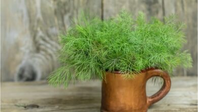 Photo of Cuidados com as plantas em vaso: Dicas para o cultivo do endro em recipientes