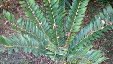 Photo of Cuidados com as plantas Encephalartos ferox ou Cica zulu