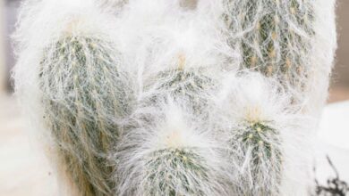 Photo of Cuidados com as plantas Espostoa lanata ou Woolly Cactus