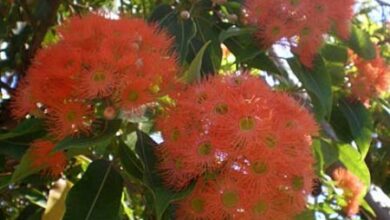 Photo of Cuidados com as plantas Eucalyptus ficifolia ou Red Eucalyptus