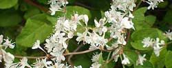 Photo of Cuidados com as plantas Fallopia baldschuanica ou Correquetepillo