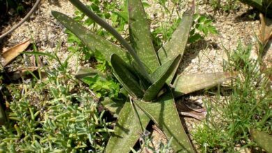 Photo of Cuidados com as plantas Gasteria excelsa ou Gasteria fuscopunctata