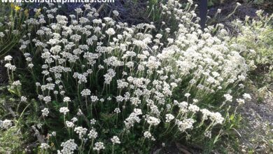 Photo of Cuidados com as plantas Helichrysum teretifolium ou Gnaphalium teretifolium