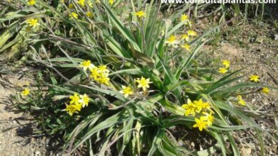 Photo of Cuidados com as plantas Hypoxis Setosa ou Yellow Star