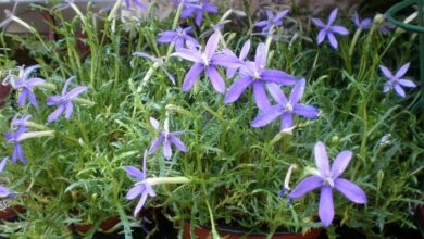 Photo of Cuidados com as plantas Isotoma axilaris, Lorenza ou plantas de Isotoma