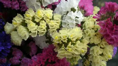 Photo of Cuidados com as plantas Limonium sinuatum, Limonio ou Statice