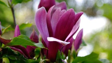 Photo of Cuidados com as plantas Magnolia liliiflora ou nenúfar