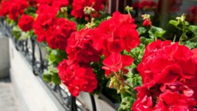 Photo of Cuidados com as plantas Pelargonium cucullatum ou gerânio de árvores