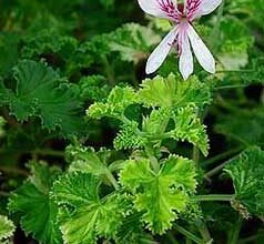 Photo of Cuidados com as plantas Pelargonium graveolens ou Geranium de olor