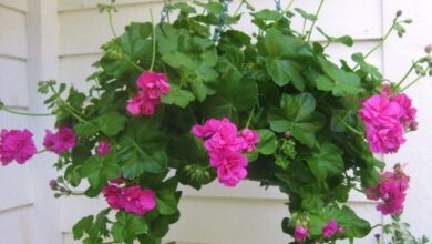 Photo of Cuidados com as plantas Pelargonium peltatum ou Gerânio hera