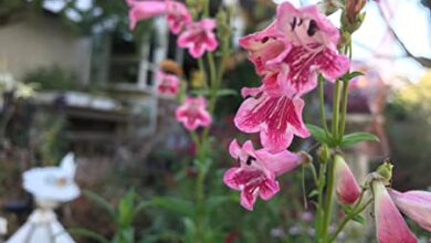 Photo of Cuidados com as plantas Penstemon ou Bartramia